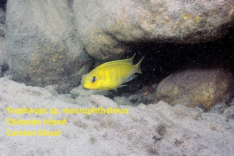 Tropheops macrophthalmus 'Chitande Island'